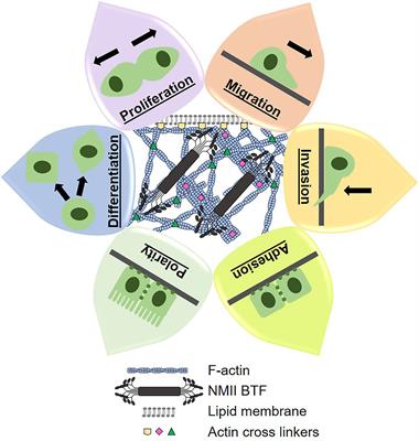 Pancreatic Ductal Adenocarcinoma Cortical Mechanics and Clinical Implications